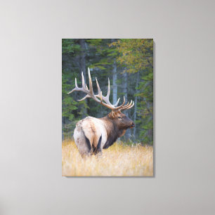 Tjur Wapiti Canvastryck