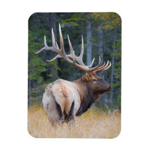 Tjur Wapitiälg Magnet