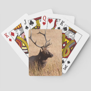 Tjurälg Casinokort