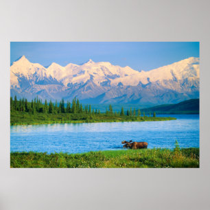 Tjurälg i Wonder Lake Poster