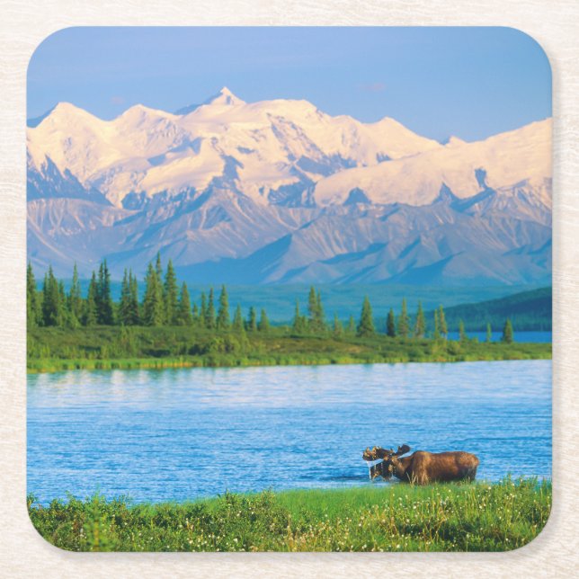 Tjurälg i Wonder Lake Underlägg Papper Kvadrat (Framsidan)