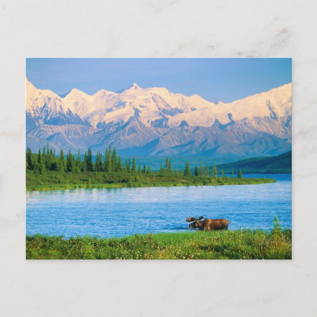 Tjurälg i Wonder Lake Vykort (Framsida)