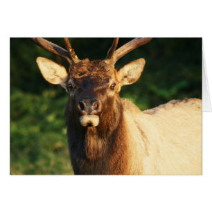Tjurälg OBS Kort