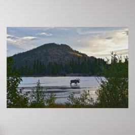 Tjurälg, Soluppgång, Sprague Lake, Colorado Poster