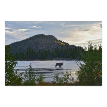 Tjurälg, Soluppgång, Sprague Lake, Colorado