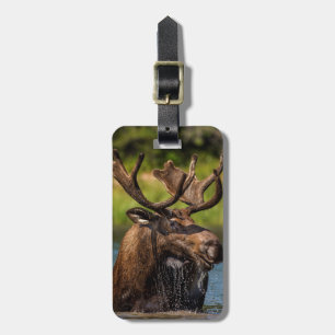 Tjurälg som äter i Glacier National Park Bagagebricka