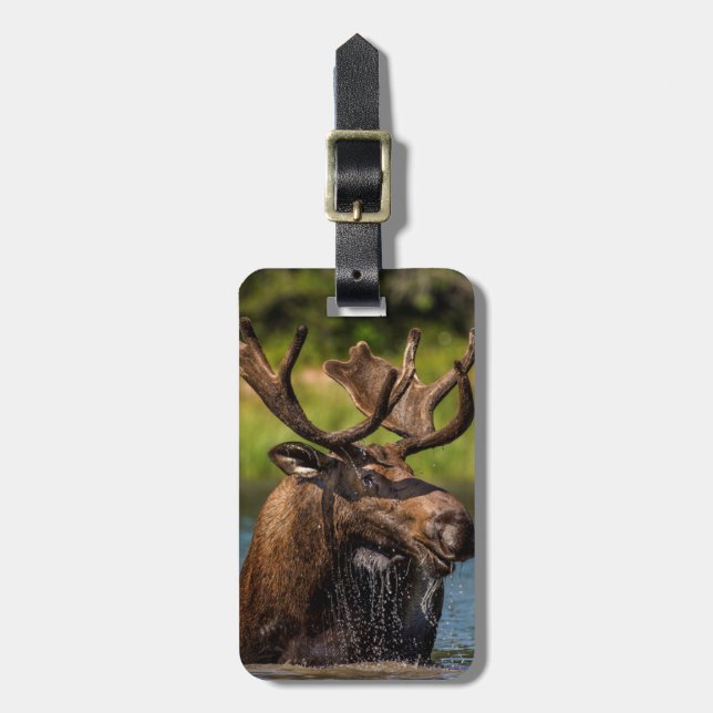 Tjurälg som äter i Glacier National Park Bagagebricka (Vertikal Framsida)