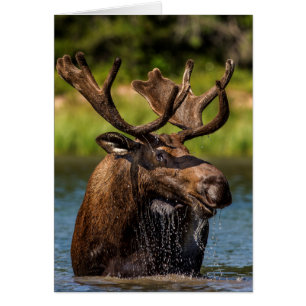 Tjurälg som äter i Glacier National Park Hälsningskort