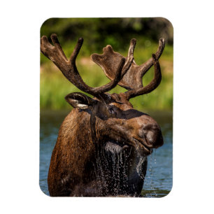 Tjurälg som äter i Glacier National Park Magnet