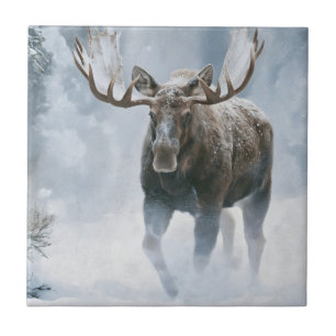 Tjurälg som går genom boreal snö kakelplatta
