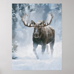 Tjurälg som går genom boreal snö poster