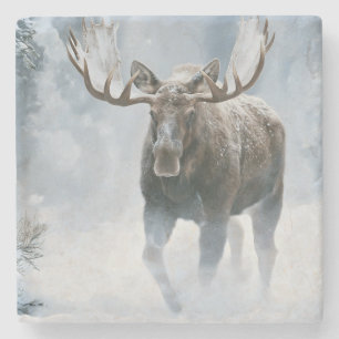 Tjurälg som går genom boreal snö stenunderlägg