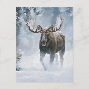 Tjurälg som går genom boreal snö vykort