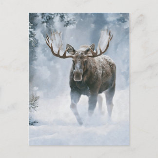 Tjurälg som går genom boreal snö vykort