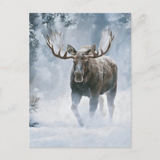 Tjurälg som går genom boreal snö vykort (Framsida)