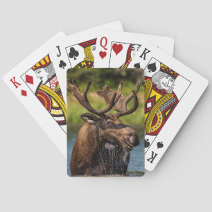 Tjurälg som matar i glaciärnationalpark spel kort