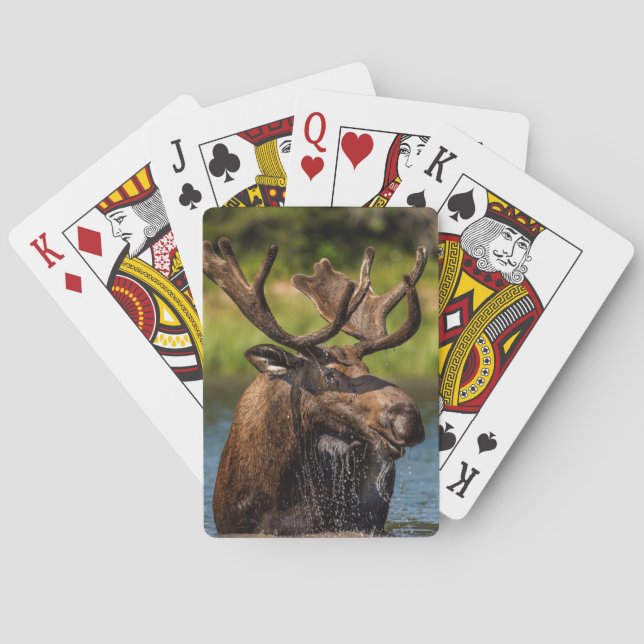 Tjurälg som matar i glaciärnationalpark spel kort (Baksidan)