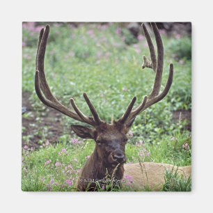 Tjurälg som vilar i alpin äng med horn på magnet