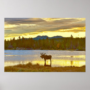 Tjurälg vid Sprague Lake, Colorado, Soluppgång Poster