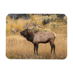 Tjurälg Yellowstone National Park Magnet