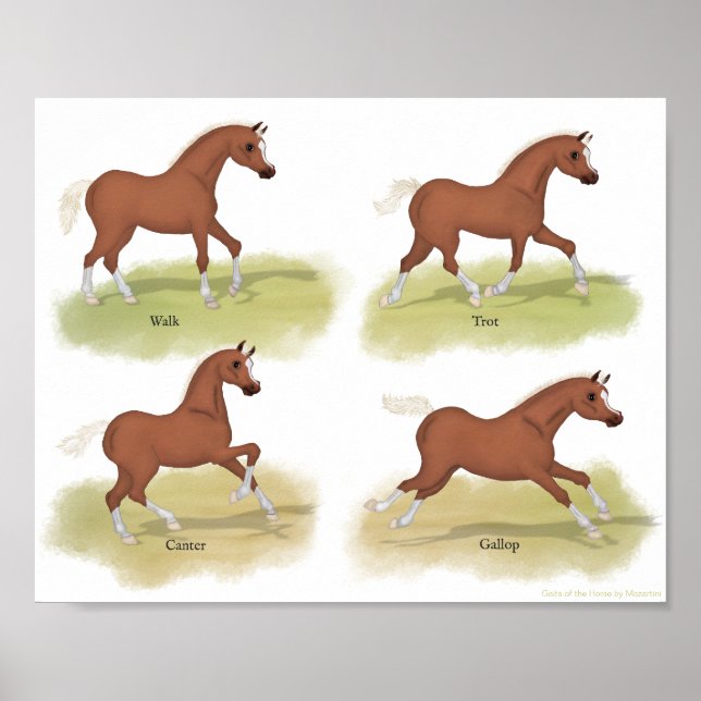 Tjurar av Horse Walk Trot Canter Gallop Sorrel Poster (Framsidan)