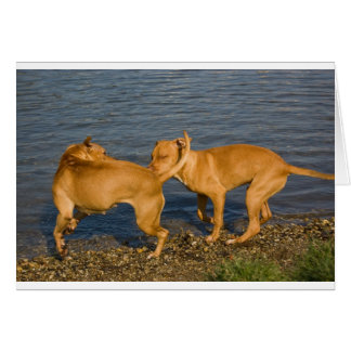 Tjurar i kärlek hälsningskort