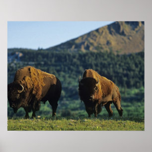 Tjurar vid nationalparken Waterton Sjöar i Poster