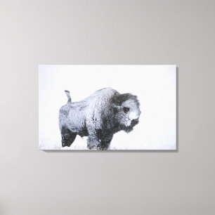 Tjurbisonen (Bisonbison) bakade ihop med insnöat Canvastryck