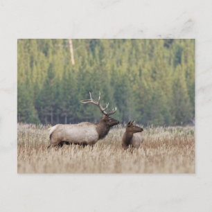 Tjurdjur i äng Yellowstone National Park Vykort