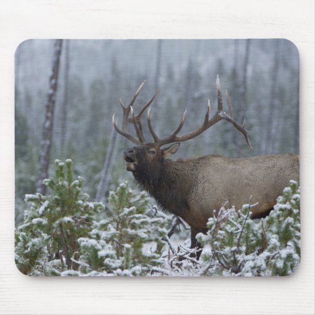 Tjurdjur i snö som larmar, bugglar, Yellowstone Musmatta (Framsidan)