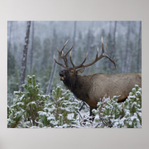 Tjurdjur i snö som larmar, trumpetar, Yellowstone Poster