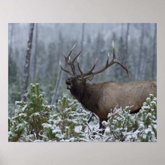 Tjurdjur i snö som larmar, trumpetar, Yellowstone Poster (Framsidan)