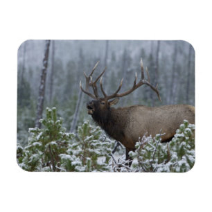 Tjurdjur i snö som ropar, bugar, Yellowstone Magnet