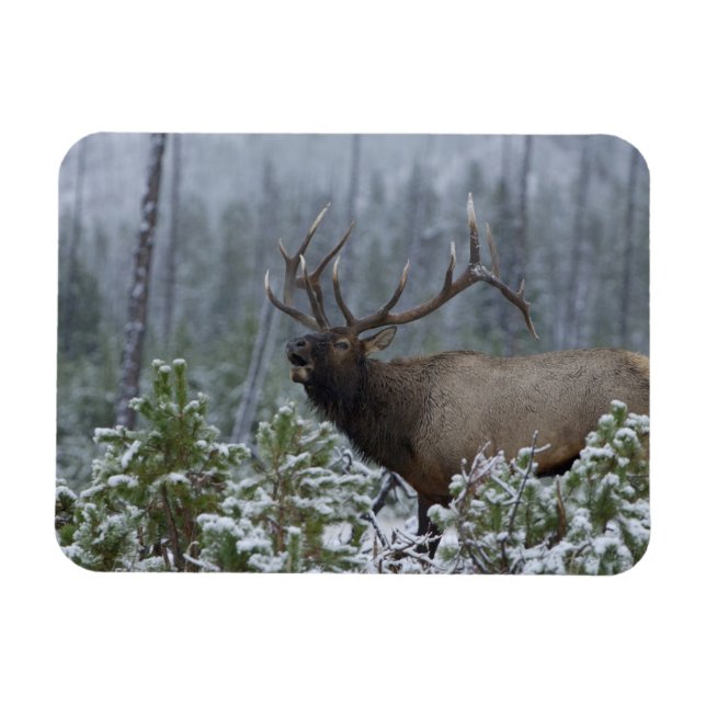 Tjurdjur i snö som ropar, bugar, Yellowstone Magnet (Horisontell)