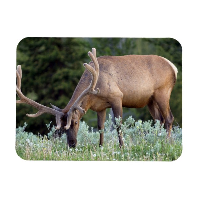 Tjurdjur med horn i samtida grönska betar magnet (Horisontell)