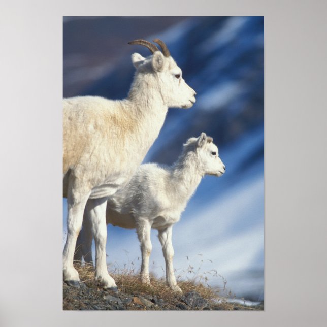 tjurdjur, Ovis dalli, tacka och lamm Poster (Framsidan)