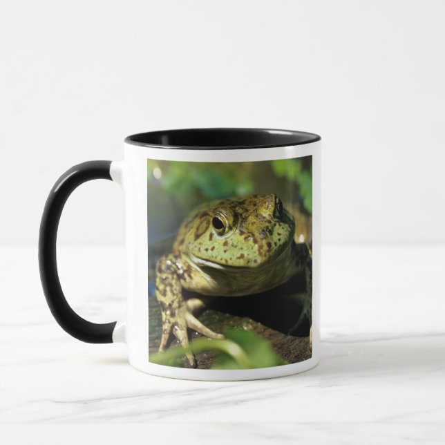 Tjurfrosk. Mugg (Vänster)