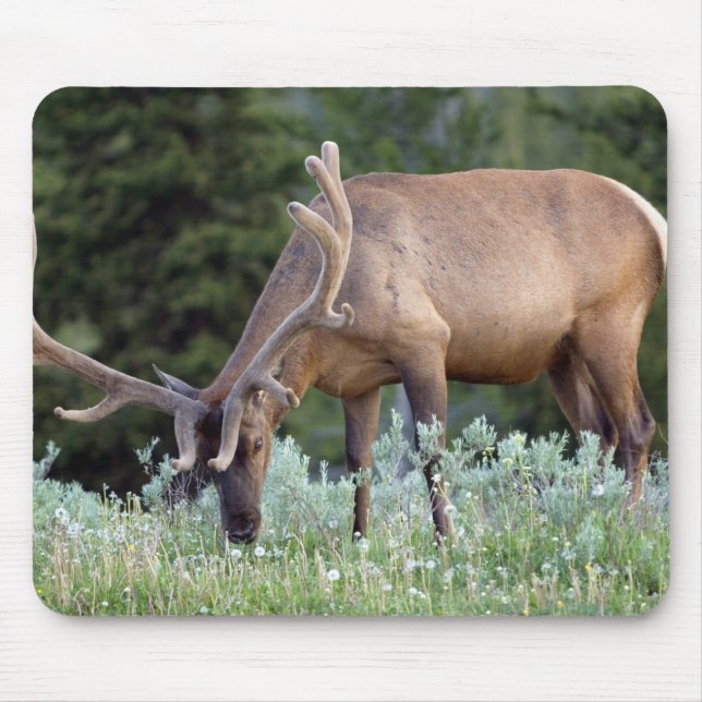 Tjurhjort med horn i samt grazing musmatta (Framsidan)