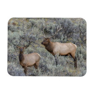 Tjurhjort Yellowstone National Park, Wyoming Magnet