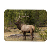 Tjurhjort Yellowstone nationalpark, Wyoming