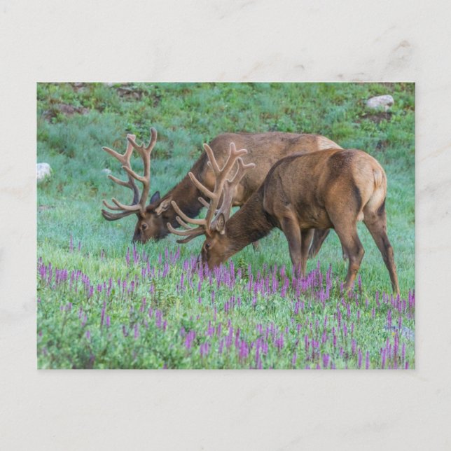 Tjurhjortar Rocky Mountain National Park, Colorado Vykort (Framsida)