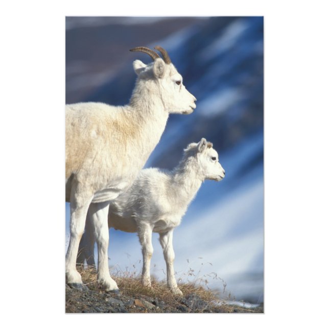 tjurhuvudfår, Ovis dalli, tacka och lamm Fototryck (Framsidan)