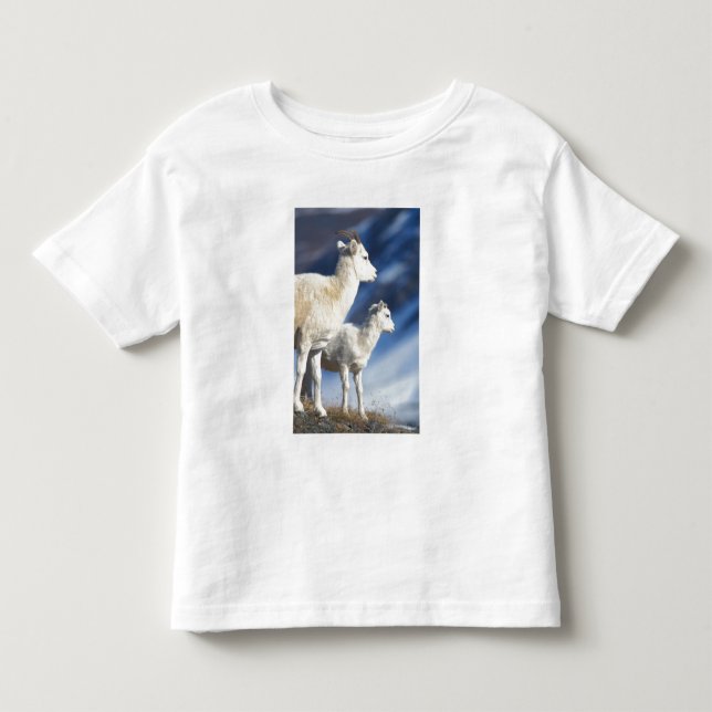 tjurhuvudfår, Ovis dalli, tacka och lamm Tee Shirt (Framsida)