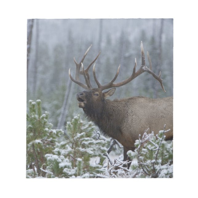 Tjurkronhjort i snö som ropar, bugar, Yellowstone Anteckningsblock (Framsida)