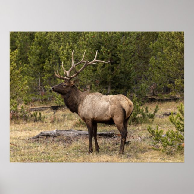 Tjurkronhjort Yellowstone National Park, Wyoming Poster (Framsidan)