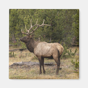 Tjurkronhjort Yellowstone nationalpark, Wyoming Magnet