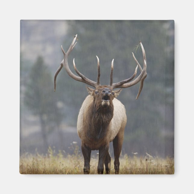 Tjurlön buglar, Yellowstone NP, Wyoming 2 Magnet (Framsidan)