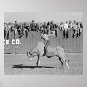 Tjurryttare från rodeo, 1940. Gammalt foto Poster