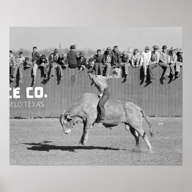 Tjurryttare från rodeo, 1940. Gammalt foto Poster (Framsidan)