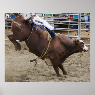 Tjurryttare på rodeoen poster